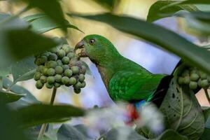 Australian King Parrot photo