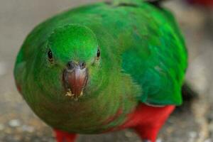 loro rey australiano foto