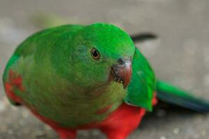 Australian King Parrot photo