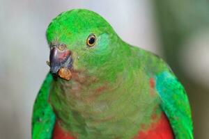 Australian King Parrot photo