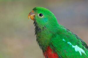 loro rey australiano foto