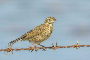 Australasian Pipit in New Zealand photo