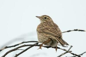 Australasian Pipit in New Zealand photo