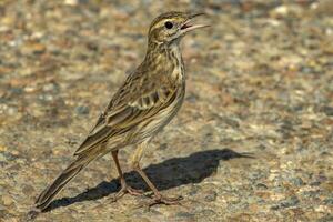 Australasian Pipit in New Zealand photo