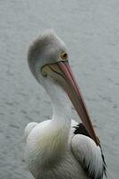 Australian White Pelican photo