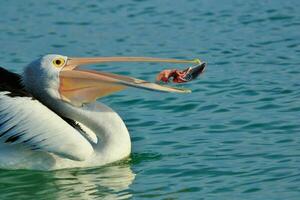 Australian White Pelican photo