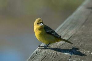 Female Orchard Oriole photo