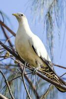 Pied Imperial Pigeon photo