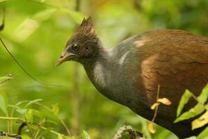 de patas naranjas matorral megapodo foto