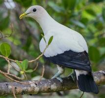 Pied Imperial Pigeon photo