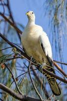 Pied Imperial Pigeon photo