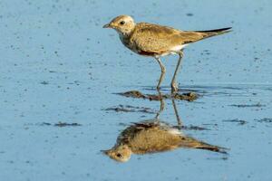 australiano pratincole en Australia foto