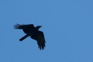 Australian Raven in Australia photo