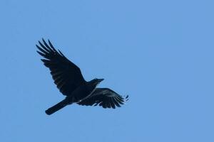 Australian Raven in Australia photo