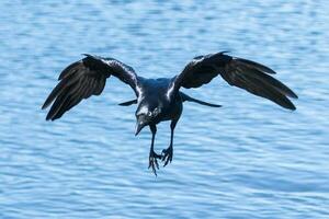 Australian Raven in Australia photo