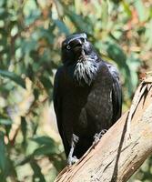 Australian Raven in Australia photo