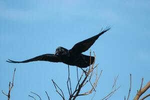 Australian Raven in Australia photo