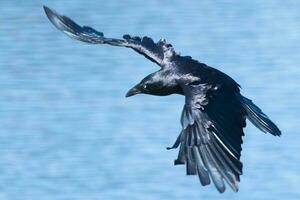 Australian Raven in Australia photo