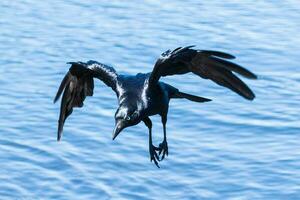 Australian Raven in Australia photo