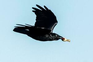 Australian Raven in Australia photo