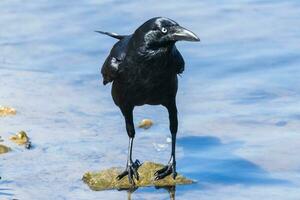 Australian Raven in Australia photo