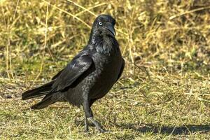 Australian Raven in Australia photo