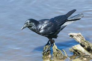 Australian Raven in Australia photo