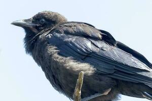 Australian Raven in Australia photo