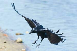 Australian Raven in Australia photo