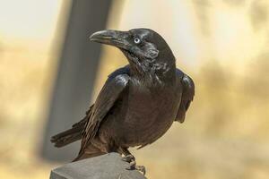 Australian Raven in Australia photo