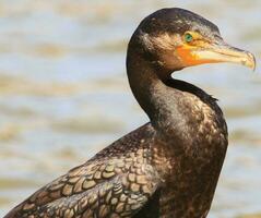 negro pelusa cormorán en nuevo Zelanda foto