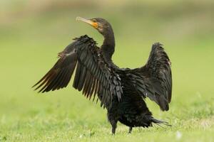 Black Shag Cormorant in New Zealand photo