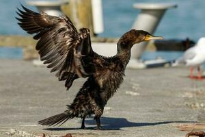 negro pelusa cormorán en nuevo Zelanda foto