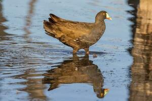 Black-tailed Native Hen photo