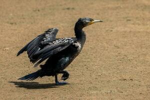 Black Shag Cormorant in New Zealand photo