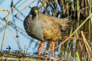 Black-tailed Native Hen photo