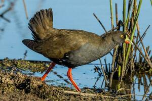 Black-tailed Native Hen photo