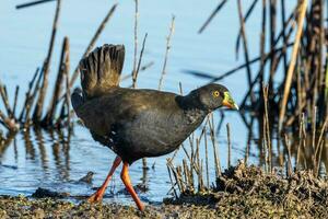 Black-tailed Native Hen photo