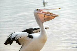 Australian White Pelican photo