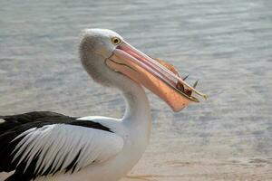 Australian White Pelican photo