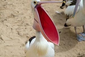 australiano blanco pelícano foto