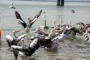 Australian White Pelican photo