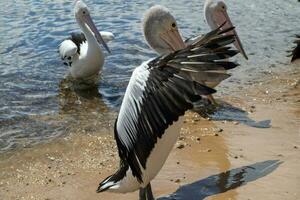 Australian White Pelican photo
