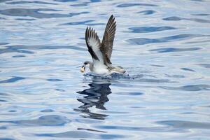 alas negras petrel en Australia foto