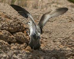 Black-winged Petrel in Australia photo