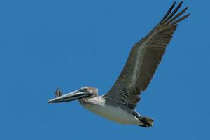 Brown Pelican in USA photo