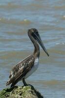 Brown Pelican in USA photo