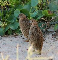 Brown Quail in Australia photo