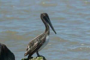 Brown Pelican in USA photo