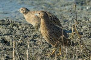 Brown Quail in Australia photo